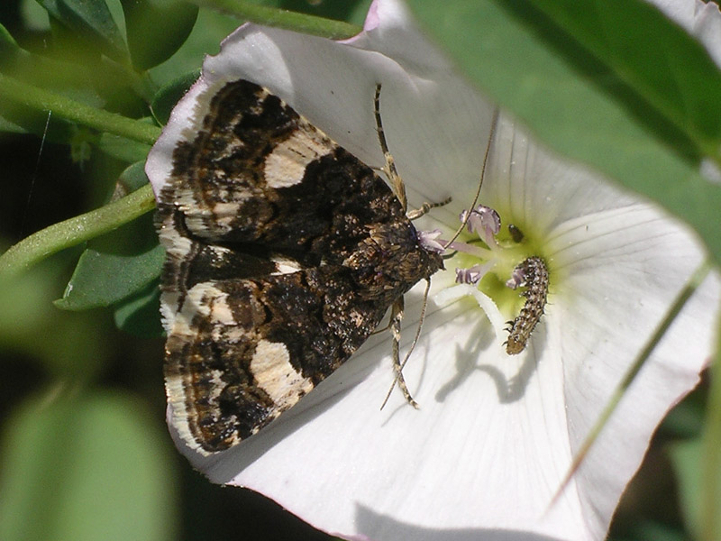 Piccolissimo bruchino